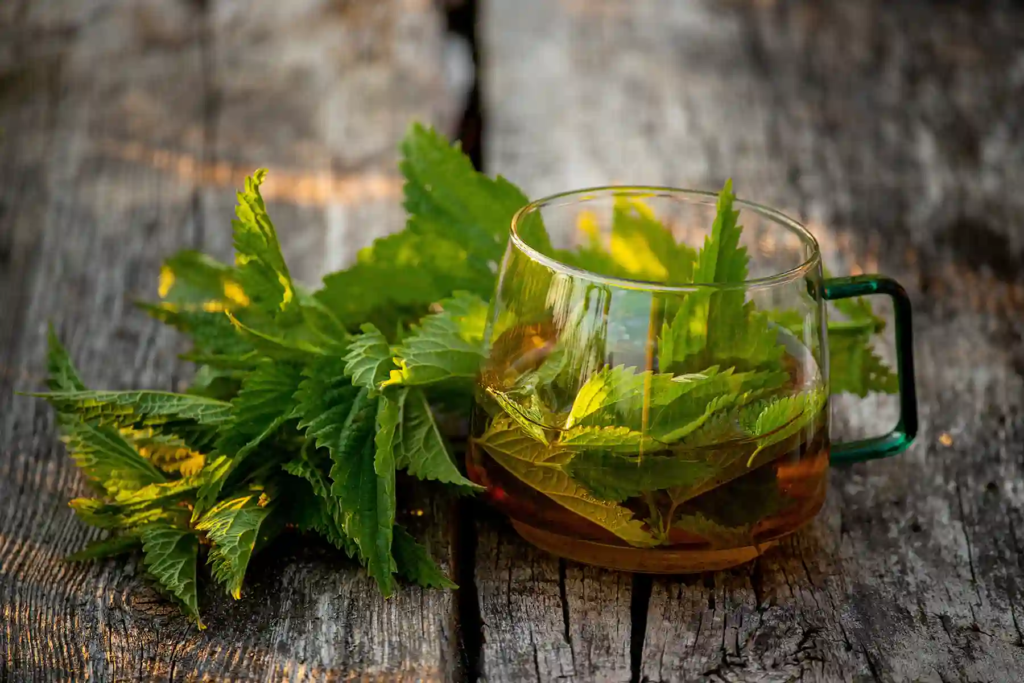 Where Can I Find Nettle Tea? A Simple Guide to Finding This Healthy Drink