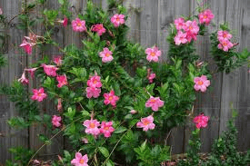 mandevilla flower