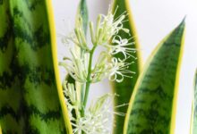 snake plant flower