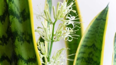 snake plant flower