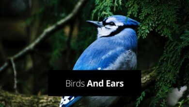 do birds have ears​