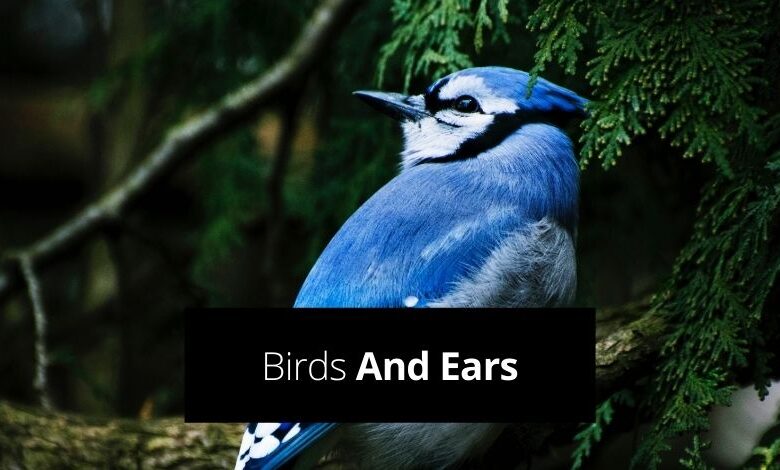 do birds have ears​