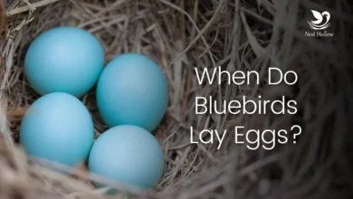 what bird lays blue eggs​