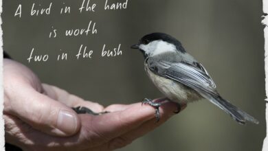 a bird in the hand​