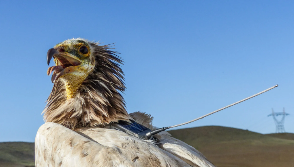 Can Birds Get Rabies? What You Need to Know About Rabies in Birds