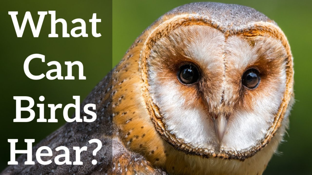 Do Birds Have Ears? Discover How Birds Hear and What You Should Know