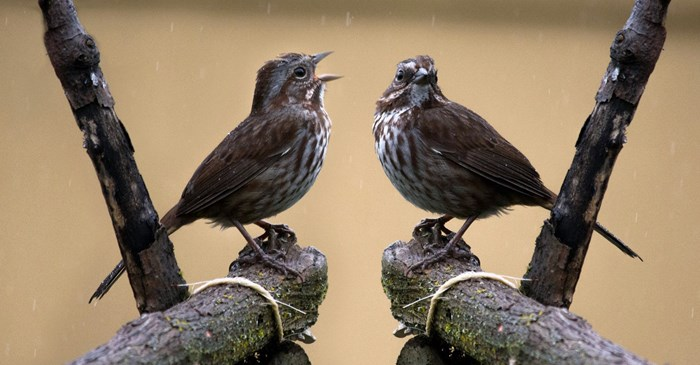 Do Birds Have Ears? Discover How Birds Hear and What You Should Know