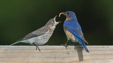 what bird eats watermeal​